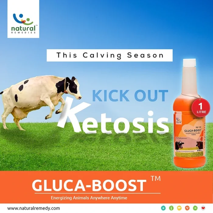 GLUCA-BOOST