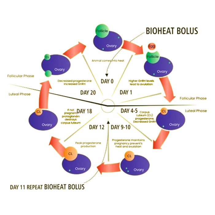 Bioheat Bolus