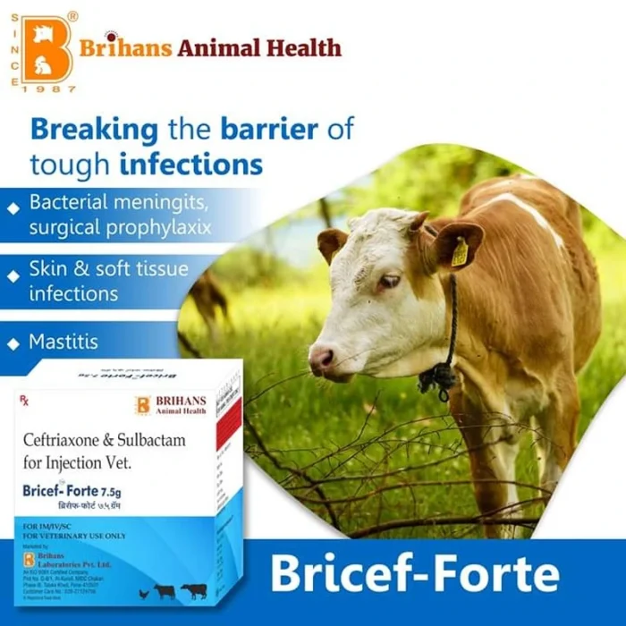 Bricef Forte