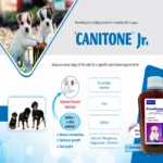 CANITONE Junior