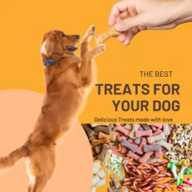 treats-dogs