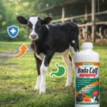 Bada Calf